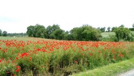 pays d’auge